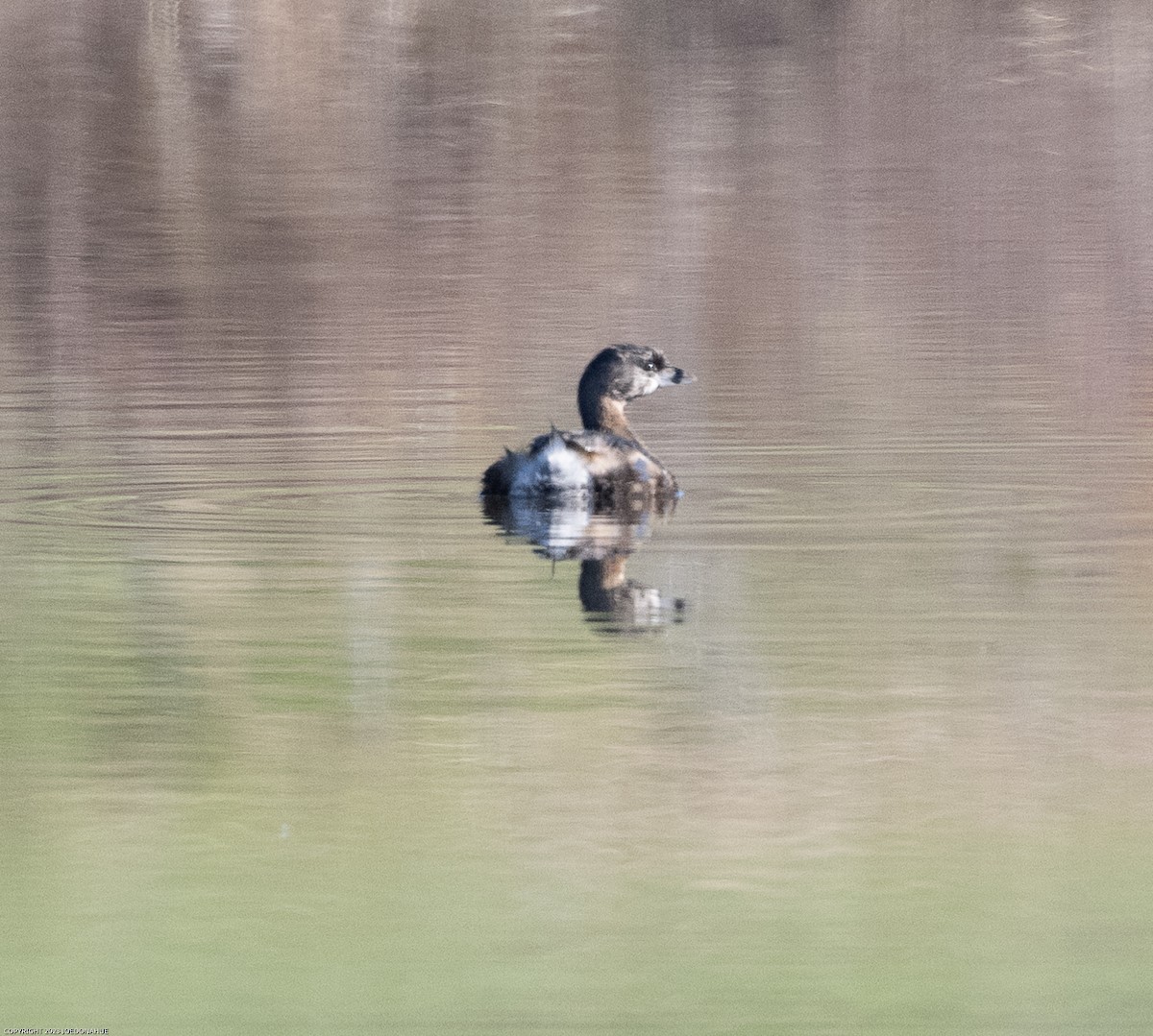 Pied-billed Grebe - Joe Donahue