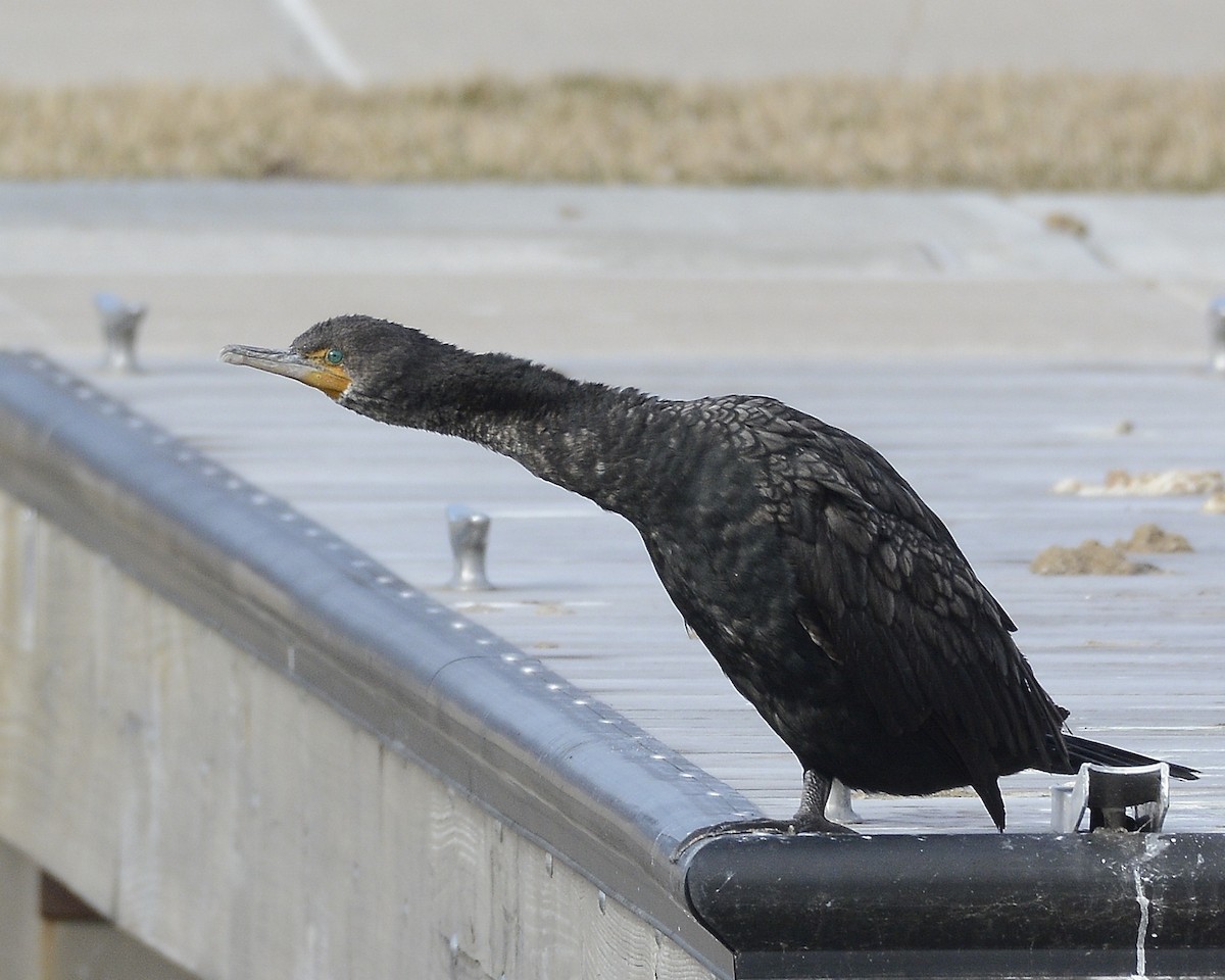 Cormoran à aigrettes - ML547986931