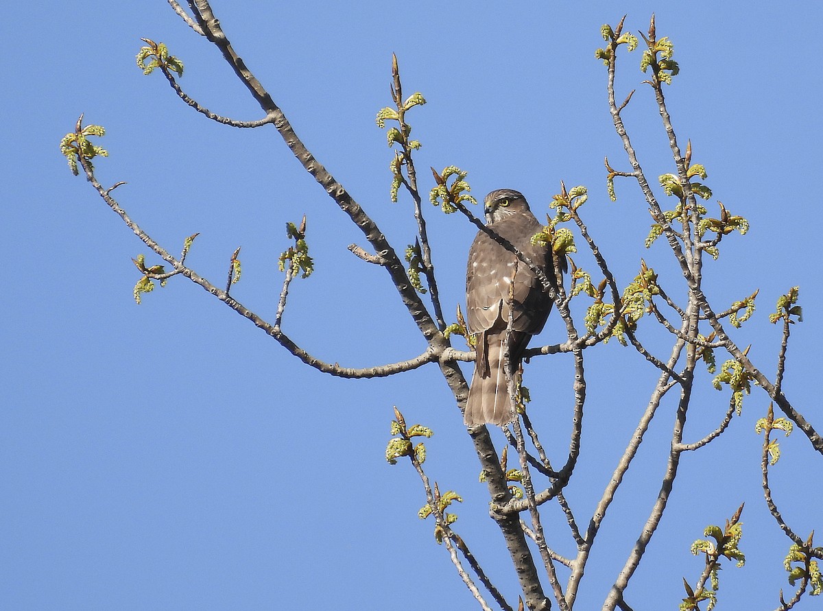 Eurasian Sparrowhawk - Alfonso Rodrigo