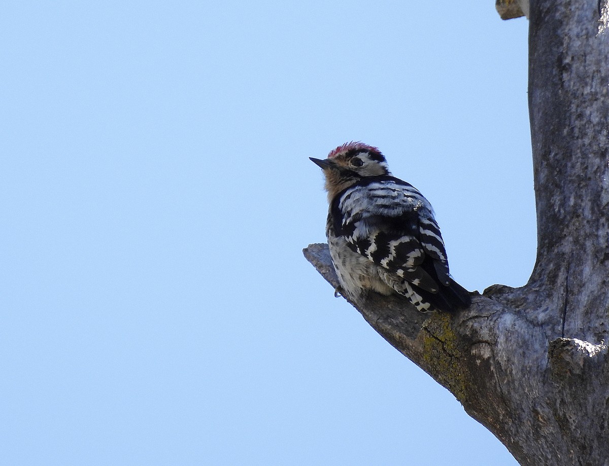 Lesser Spotted Woodpecker - Alfonso Rodrigo