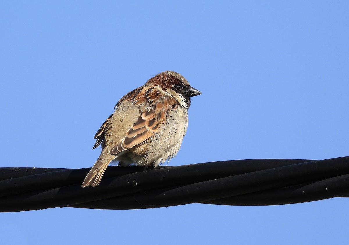 House Sparrow - ML547988521