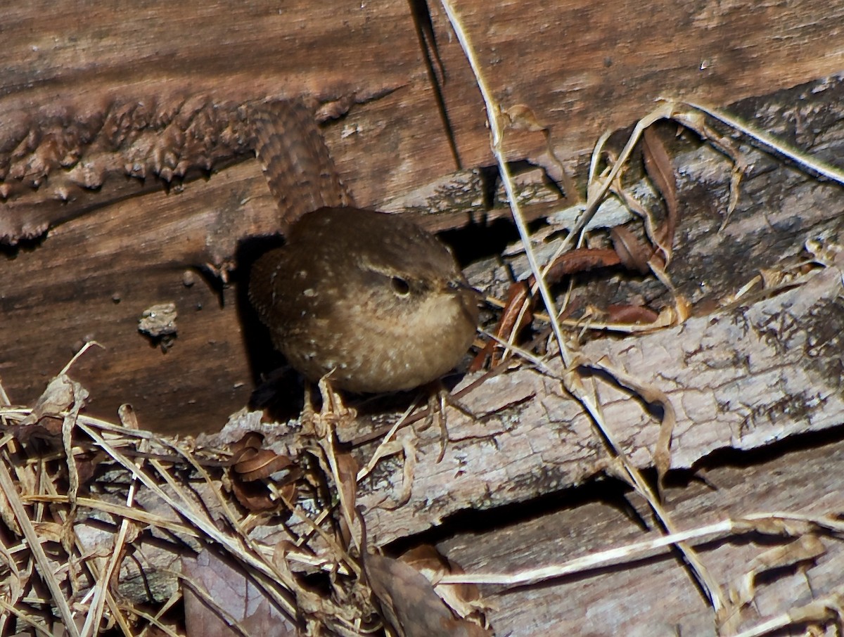 Winter Wren - ML54798861
