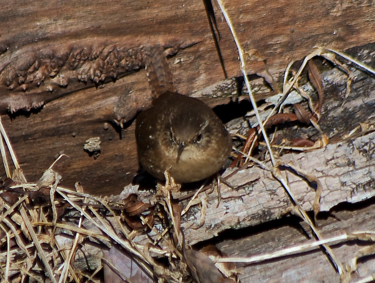 Winter Wren - ML54798871