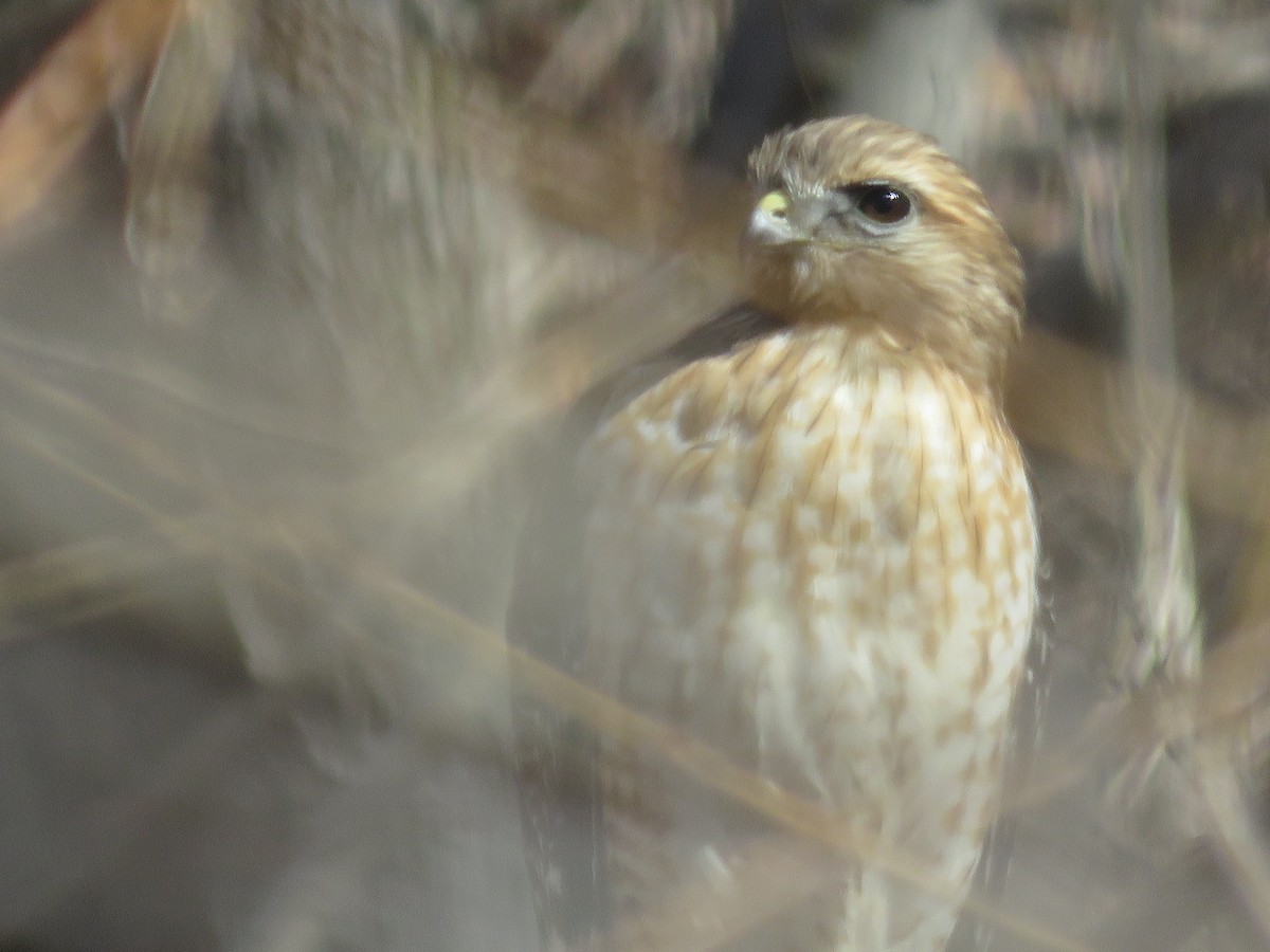 Red-shouldered Hawk - ML547988751