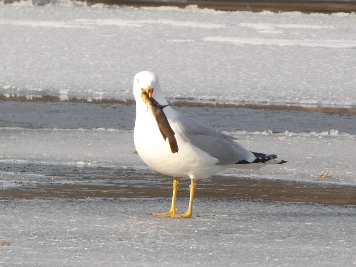 Ring-billed Gull - ML547989211