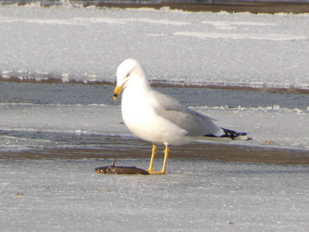 Ring-billed Gull - ML547989501