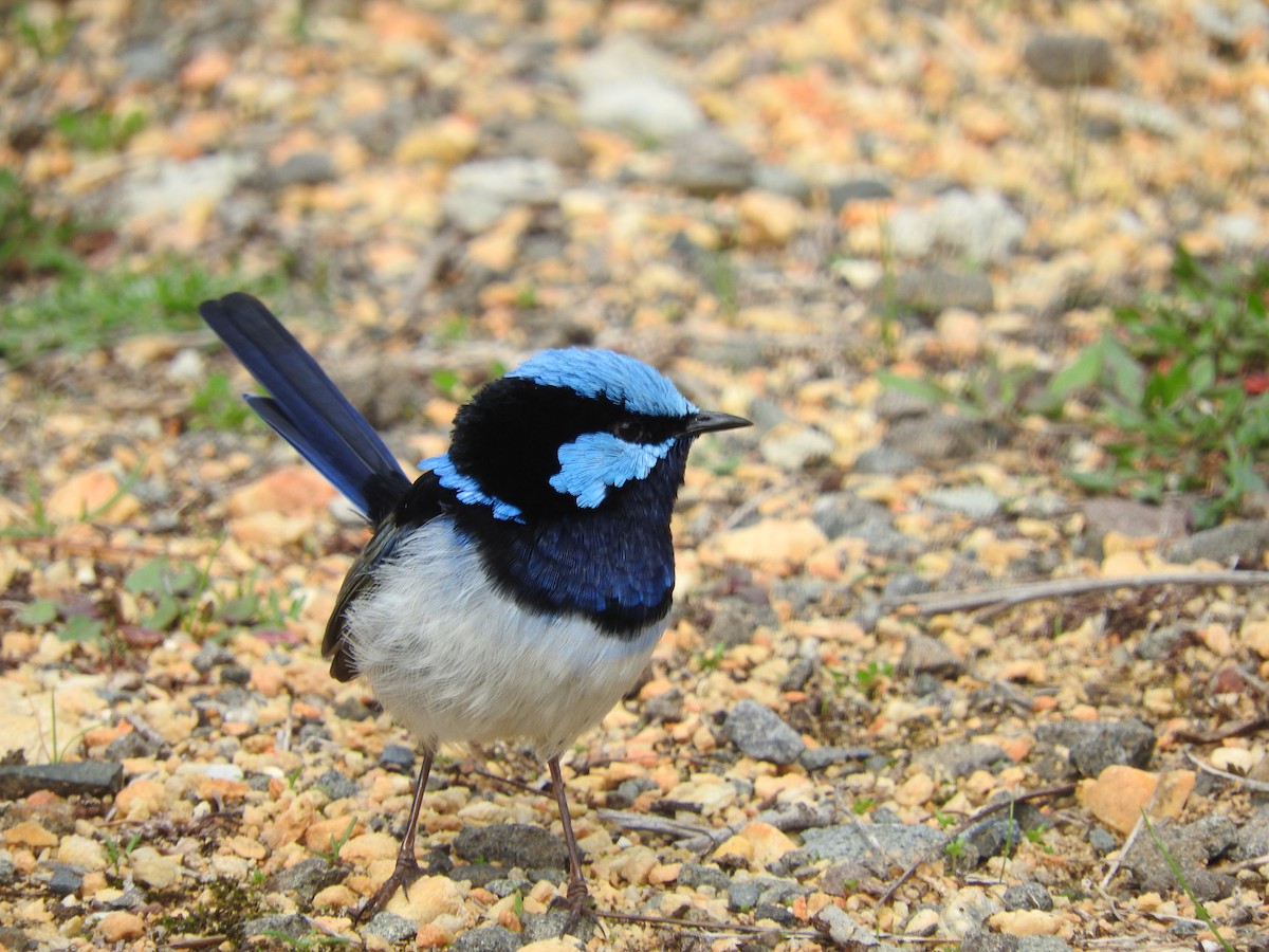 Superb Fairywren - Jeffrey Crawley