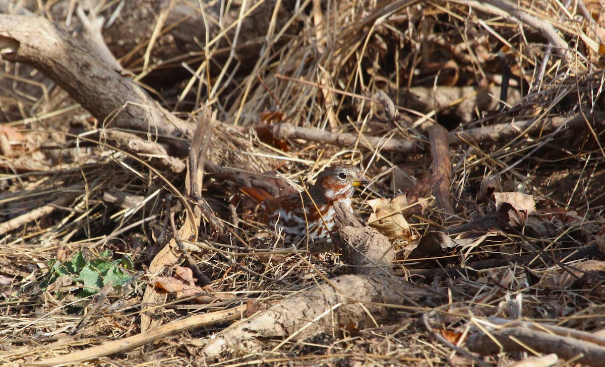 Fox Sparrow - ML547990831