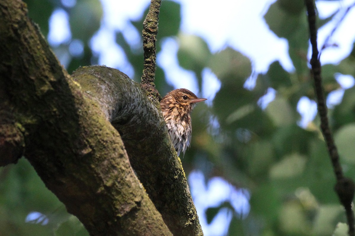 Tree Pipit - ML547991861