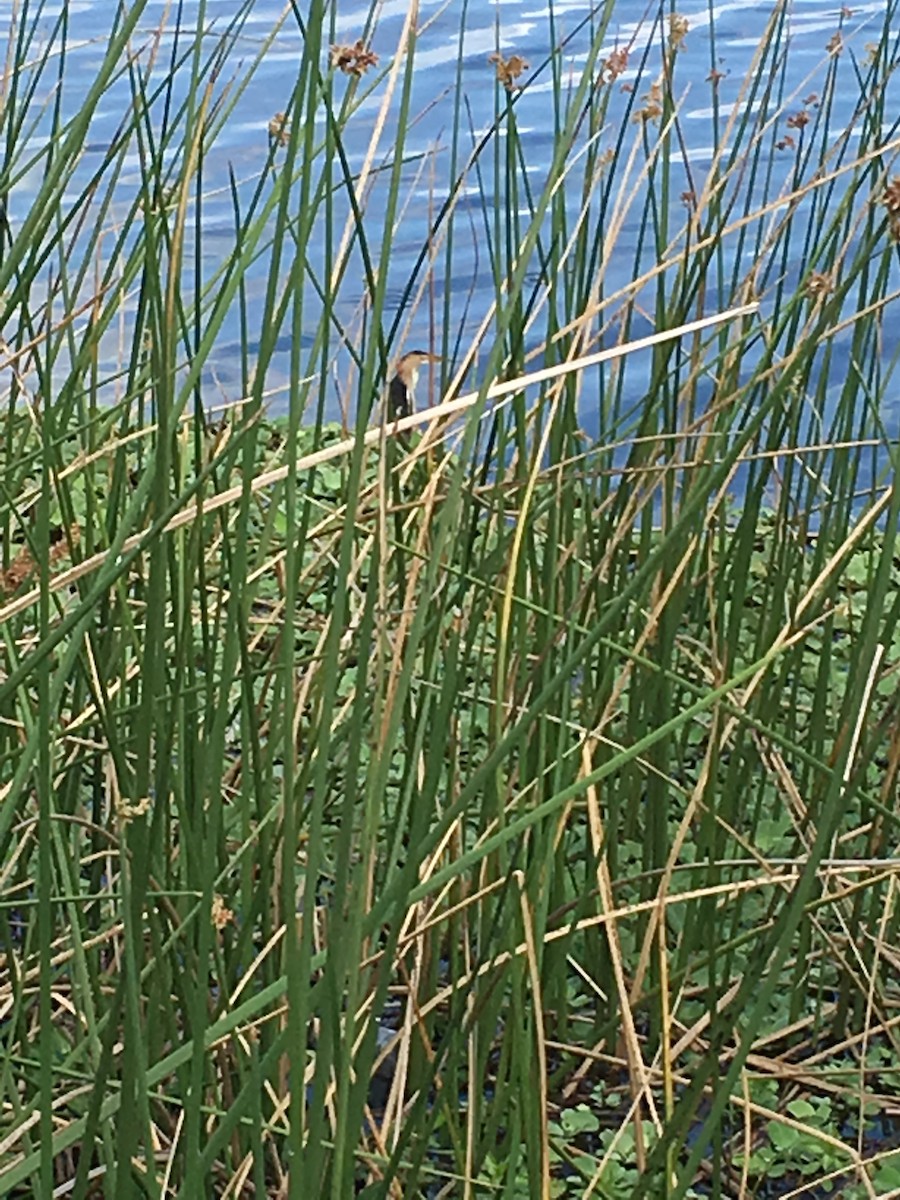 Least Bittern - ML54799641