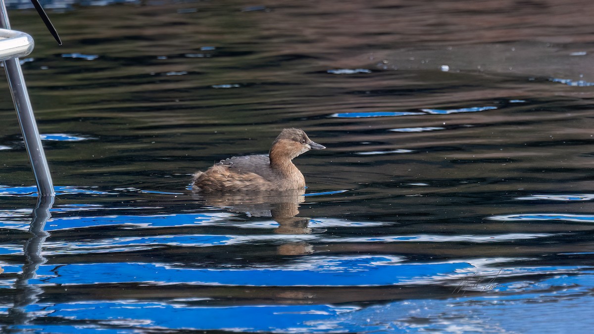 Little Grebe - ML547996461