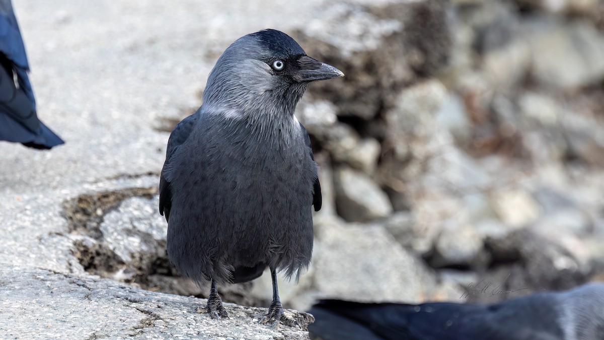 Eurasian Jackdaw - Kjell Larsen