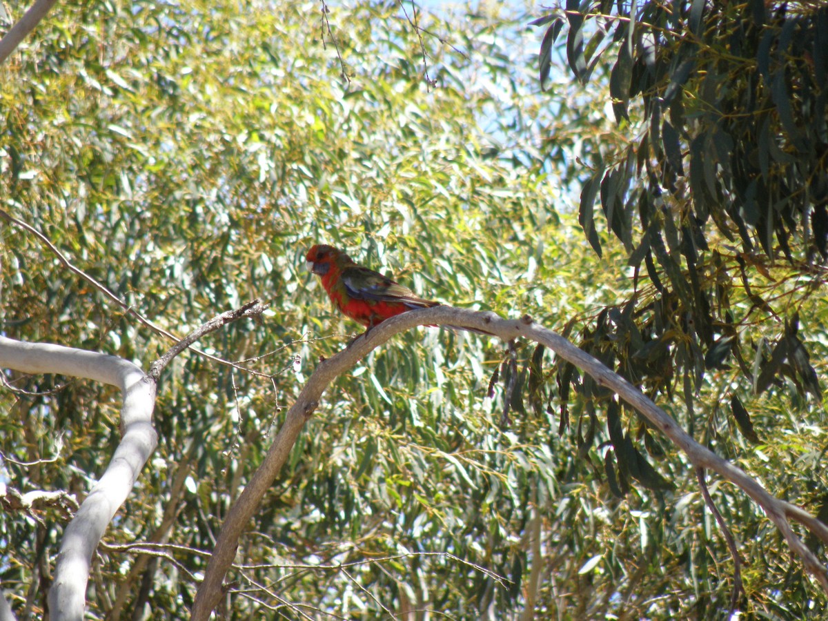 Crimson Rosella - ML54799801