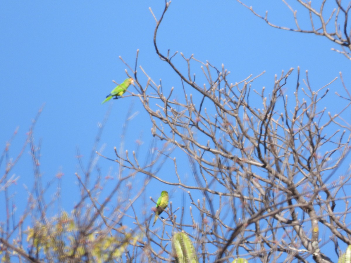 Orange-fronted Parakeet - Mary Trombley