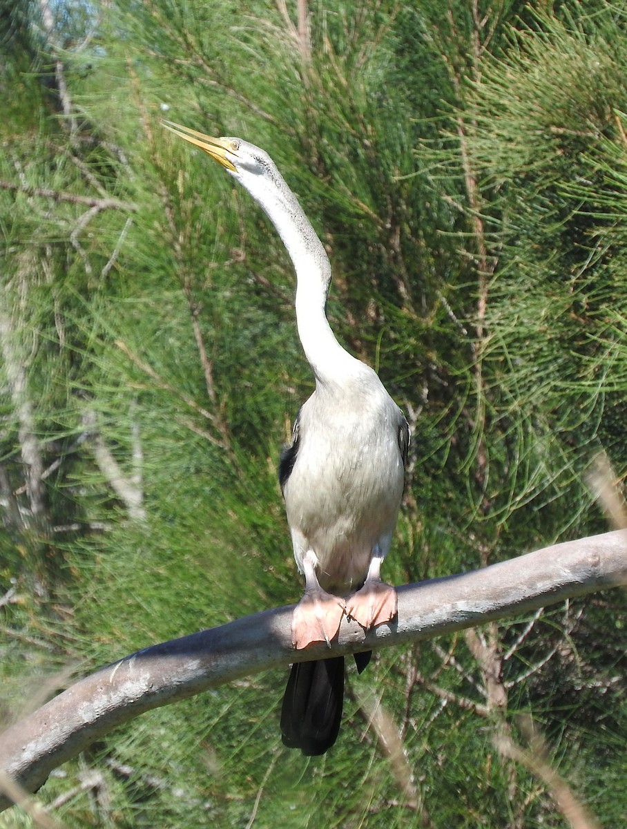 Australasian Darter - Niel Bruce