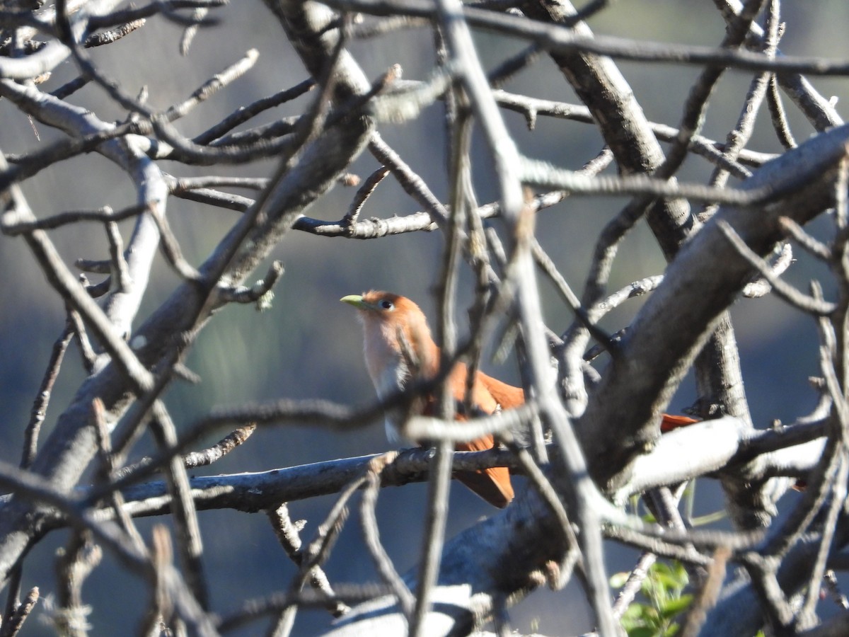 kukačka veverčí (ssp. mexicana) - ML547999341