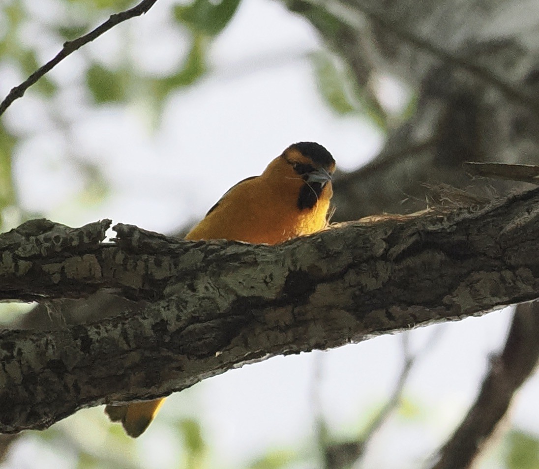 Bullock's Oriole - ML548001771