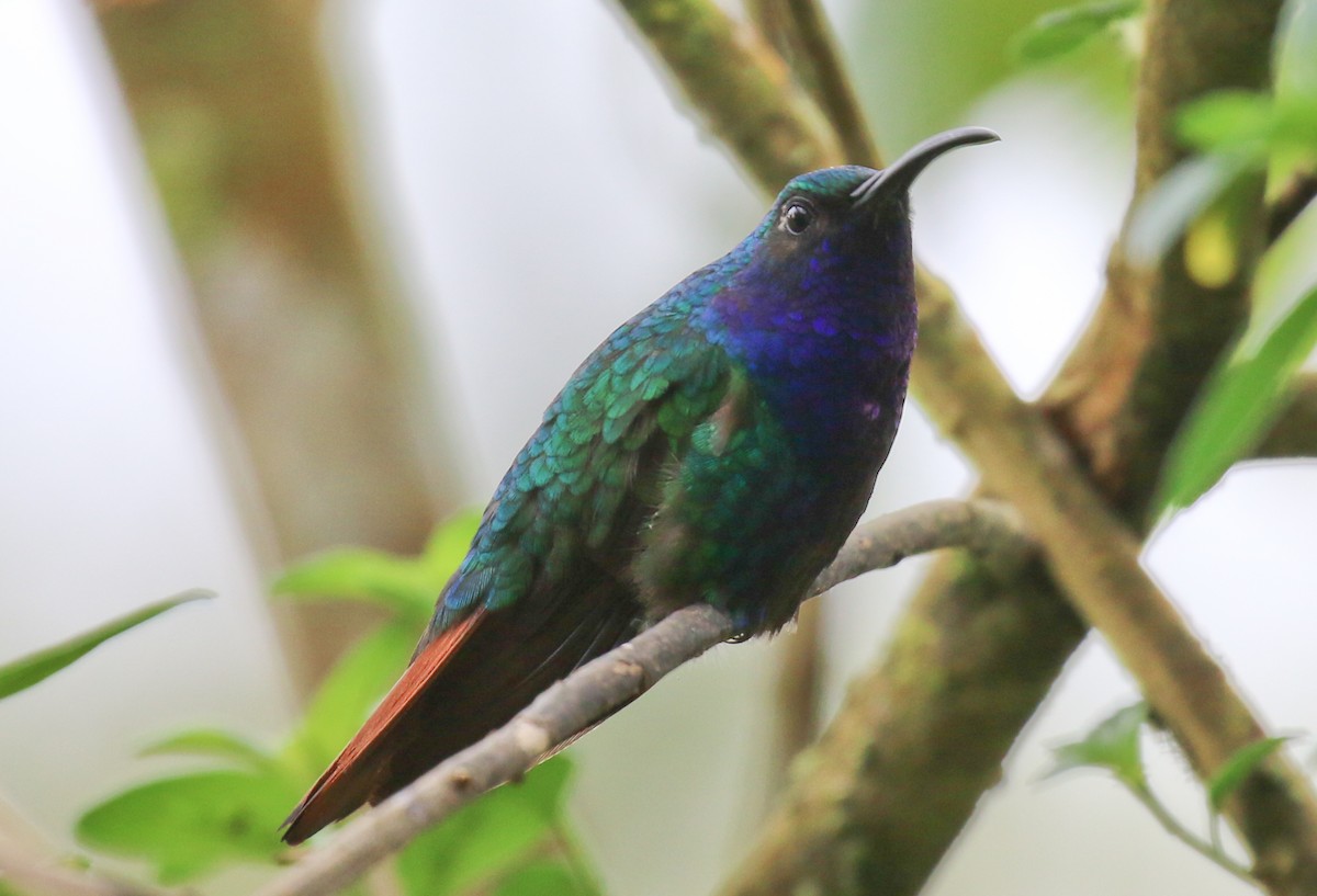 Lazuline Sabrewing - Ruud Foppen