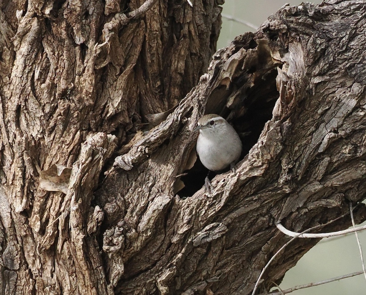 Bewick's Wren - ML548002061