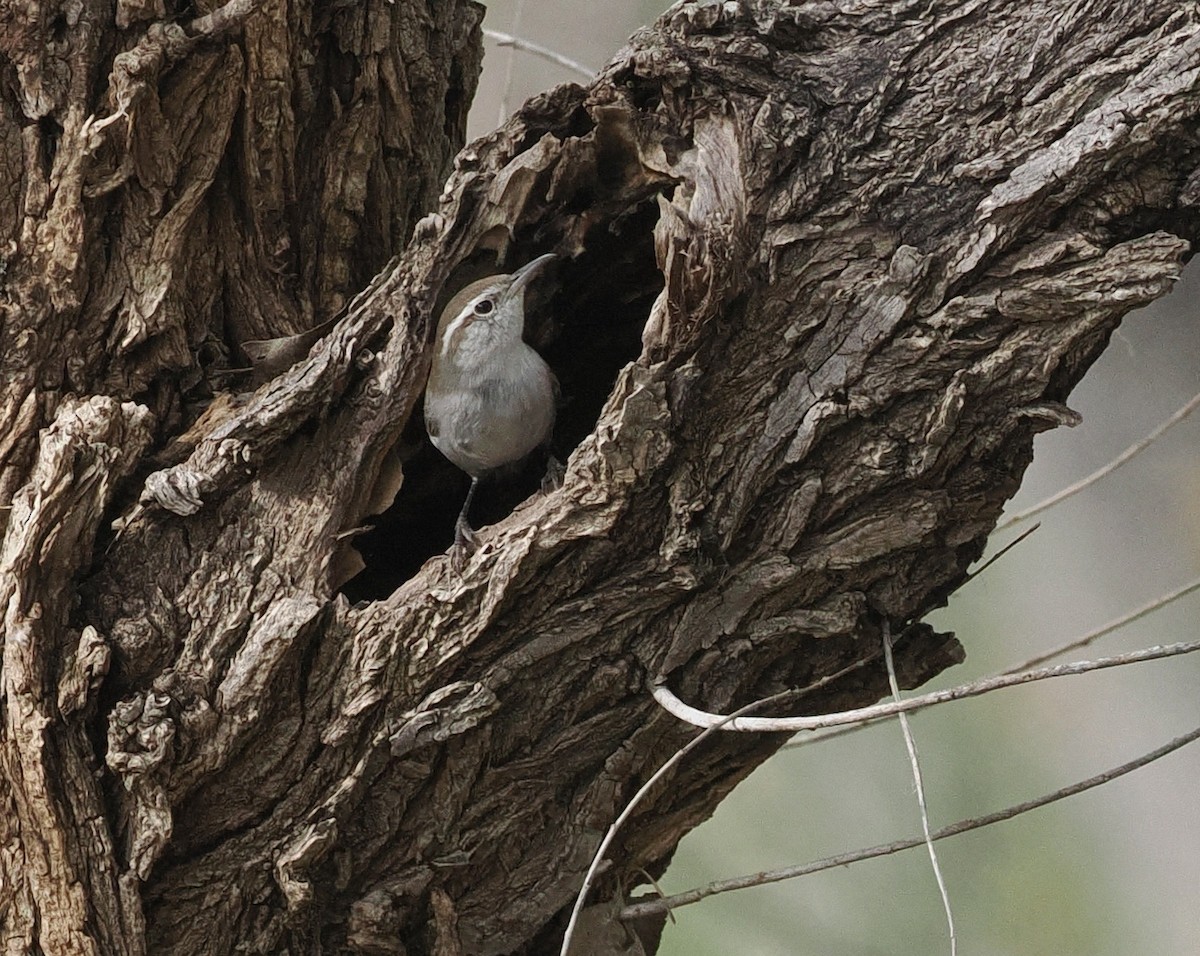 Bewick's Wren - ML548002101