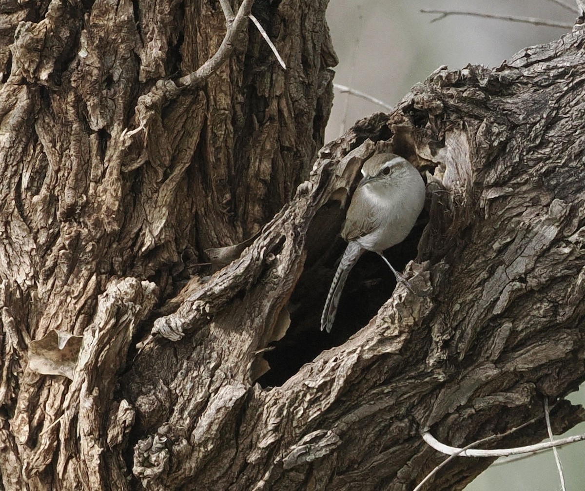 Bewick's Wren - ML548002181