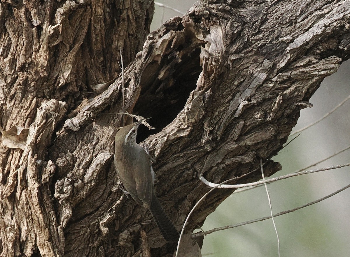 Bewick's Wren - ML548002341