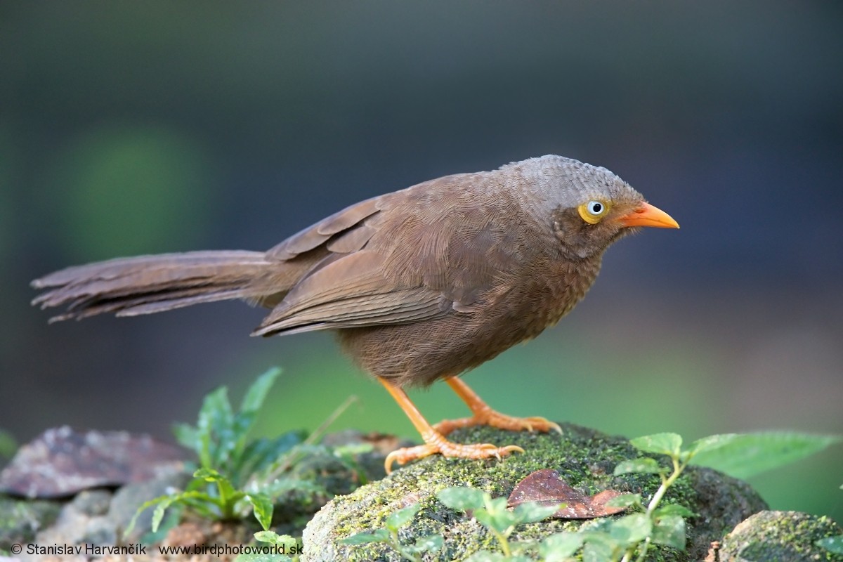 Orange-billed Babbler - ML548002931