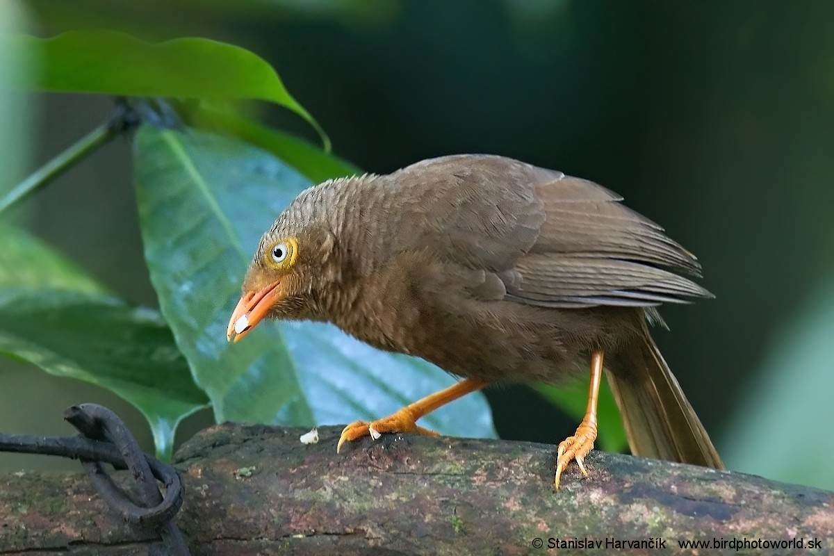 Orange-billed Babbler - ML548002951