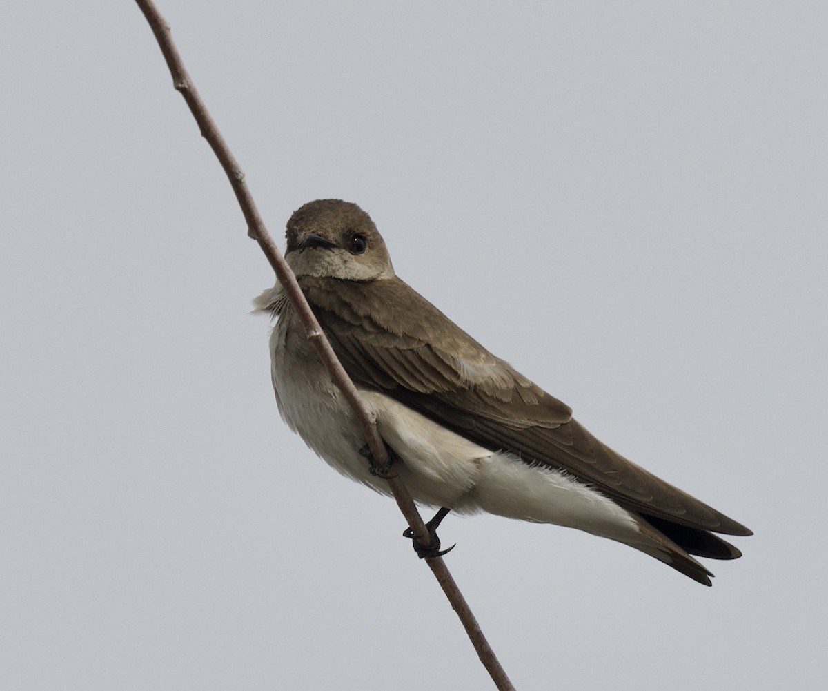 Northern Rough-winged Swallow - ML548003031