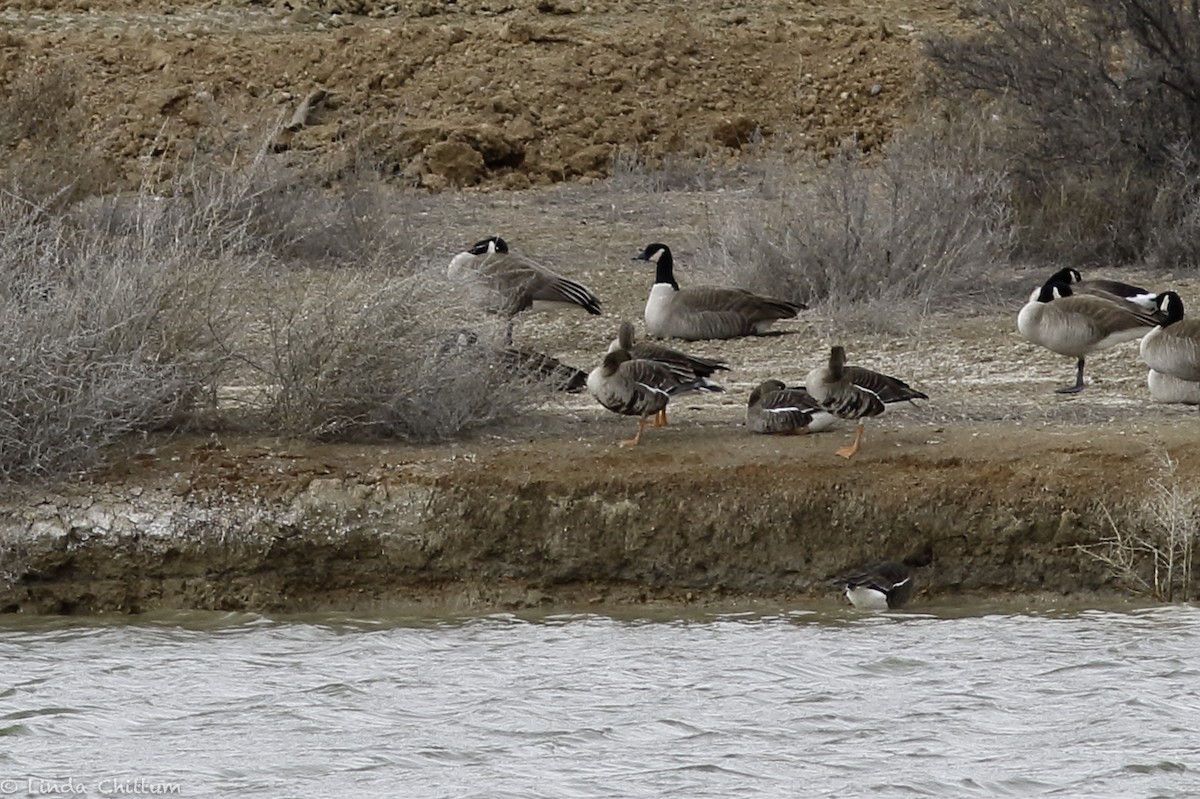 Greater White-fronted Goose - ML548003361