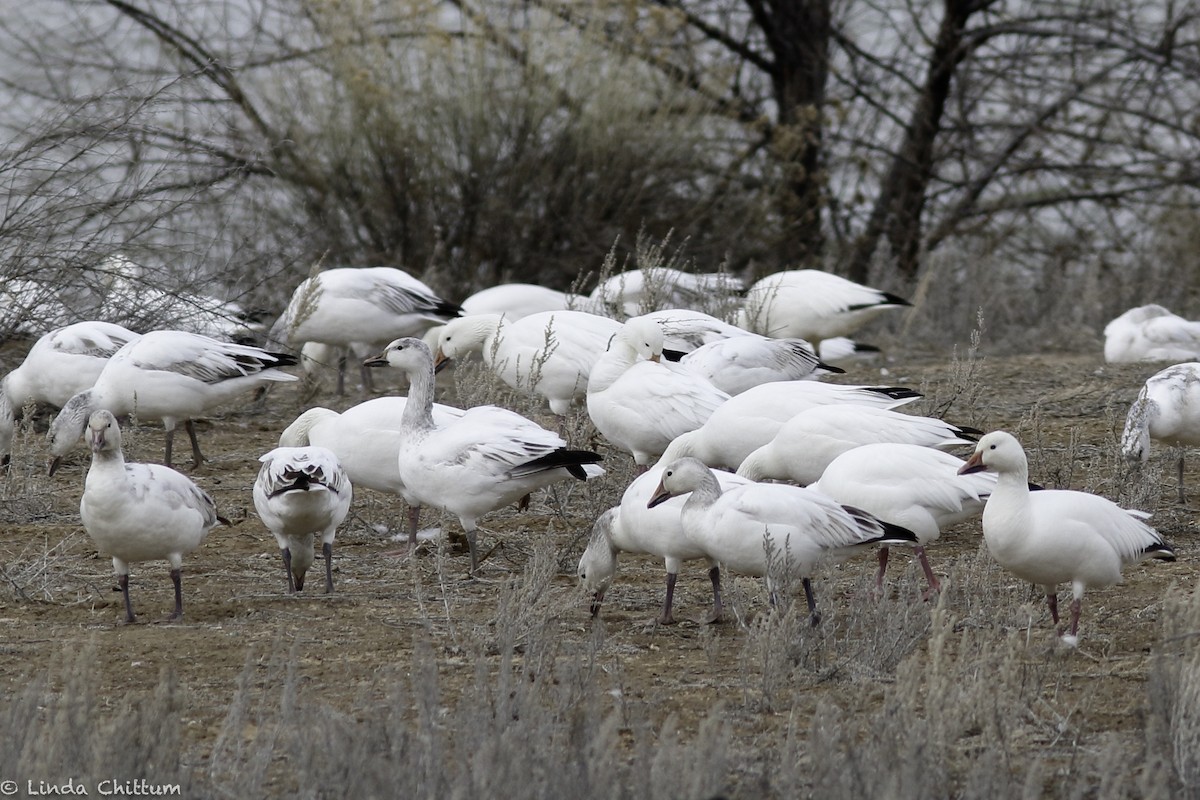 Snow Goose - ML548003391