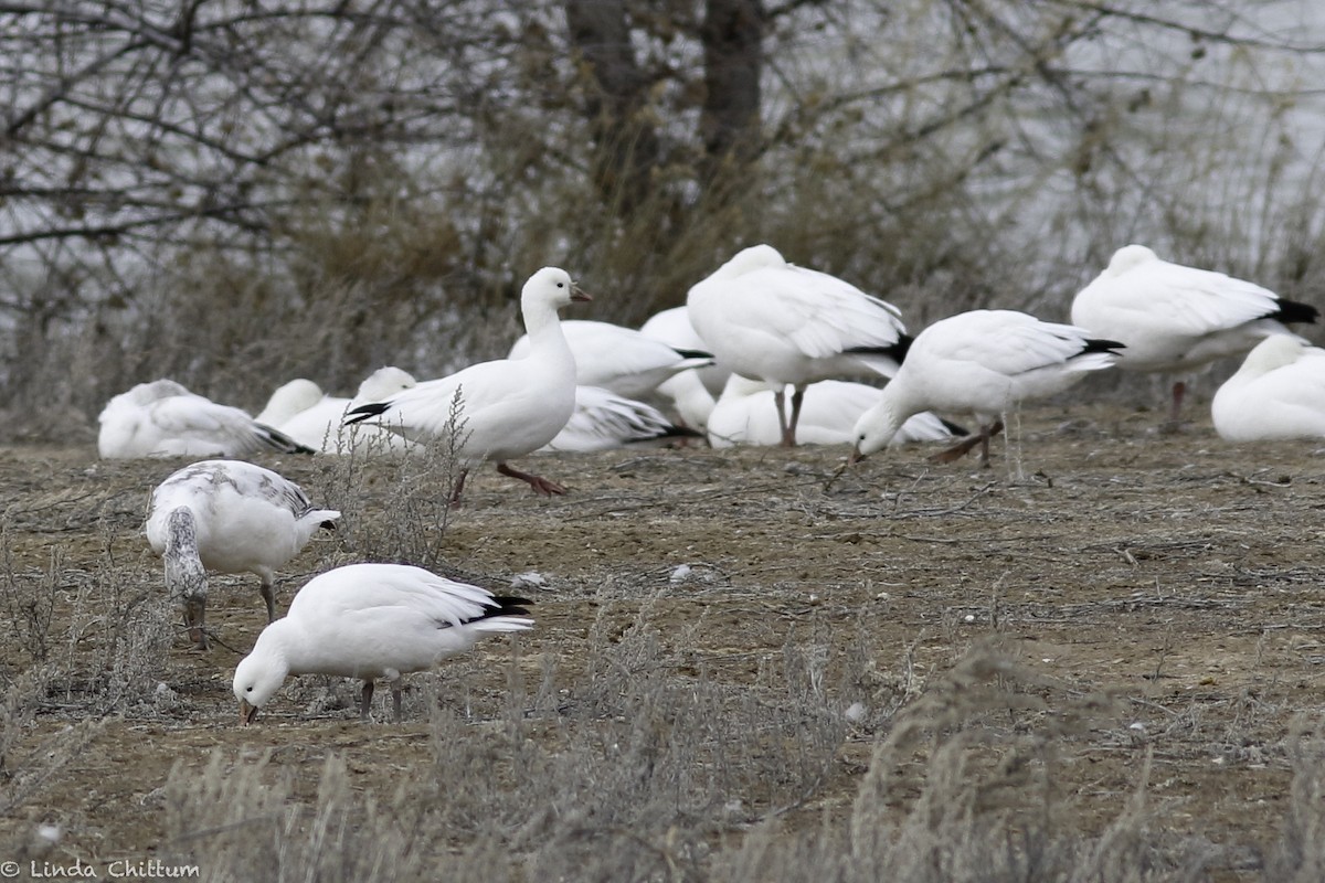 Ross's Goose - ML548003551