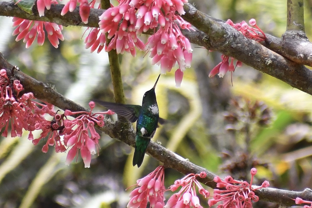 Emerald-bellied Puffleg - ML548003721