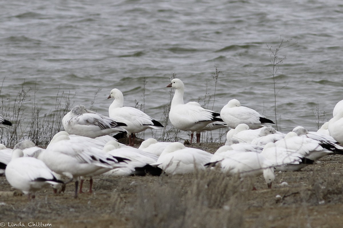 Ross's Goose - ML548003791