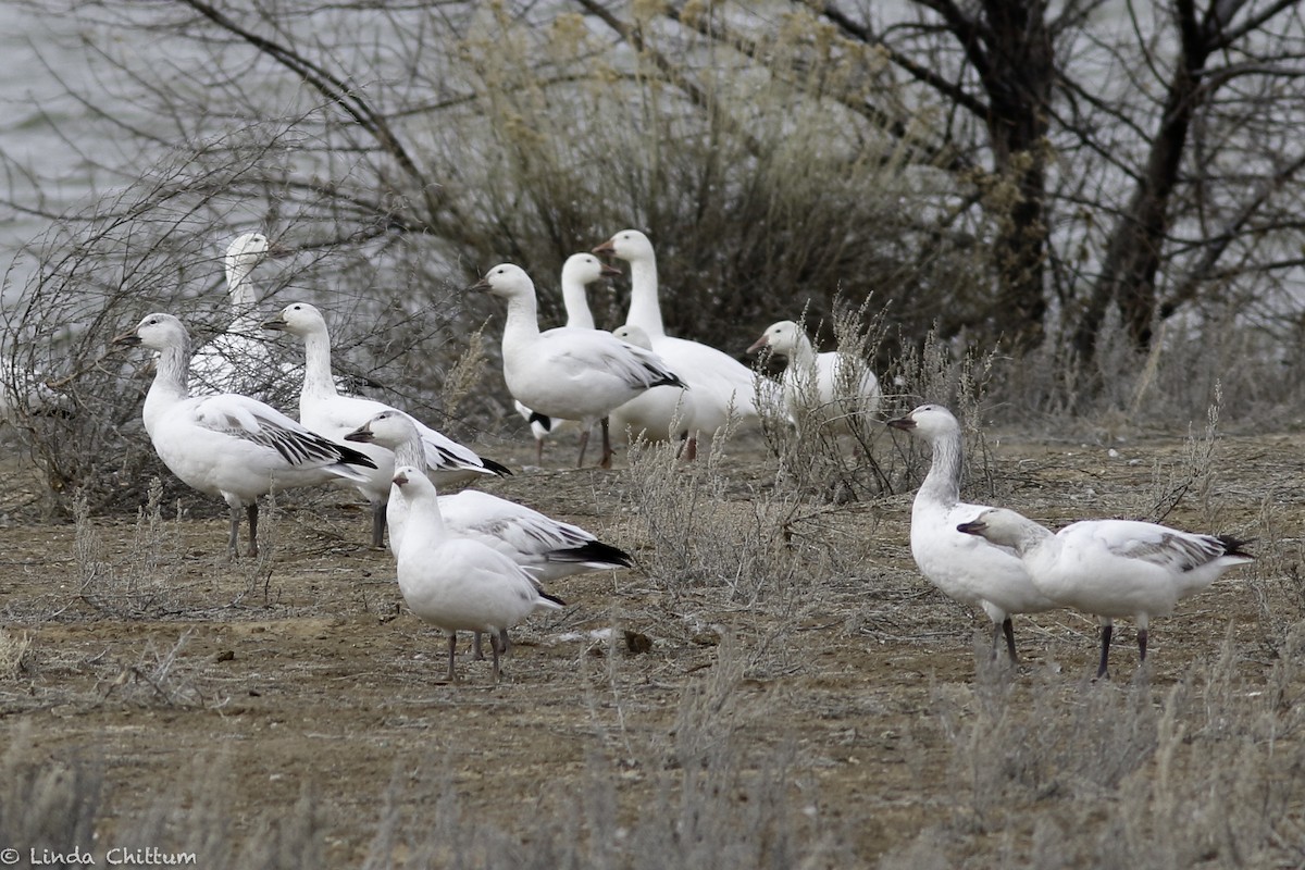 Snow Goose - ML548004011