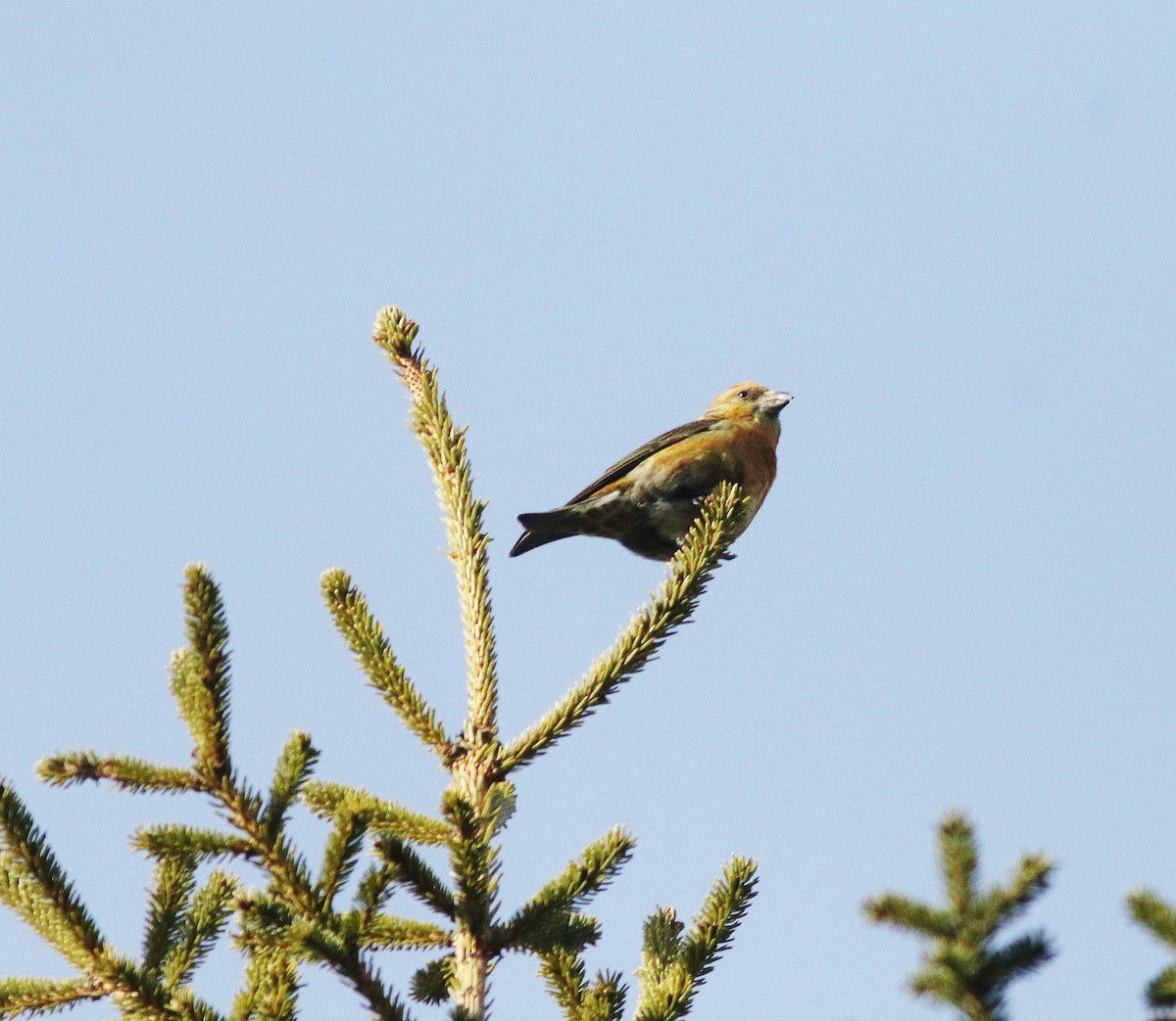 Red Crossbill - ML548004151