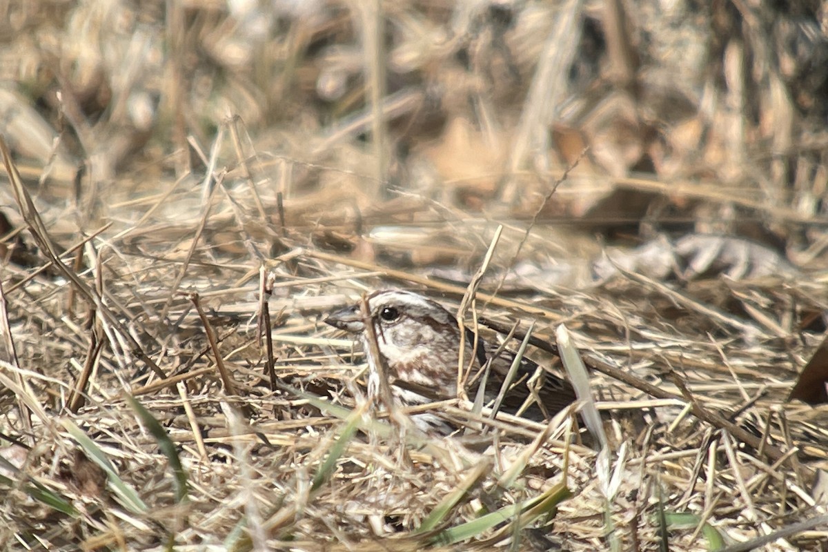 Song Sparrow - ML548004211