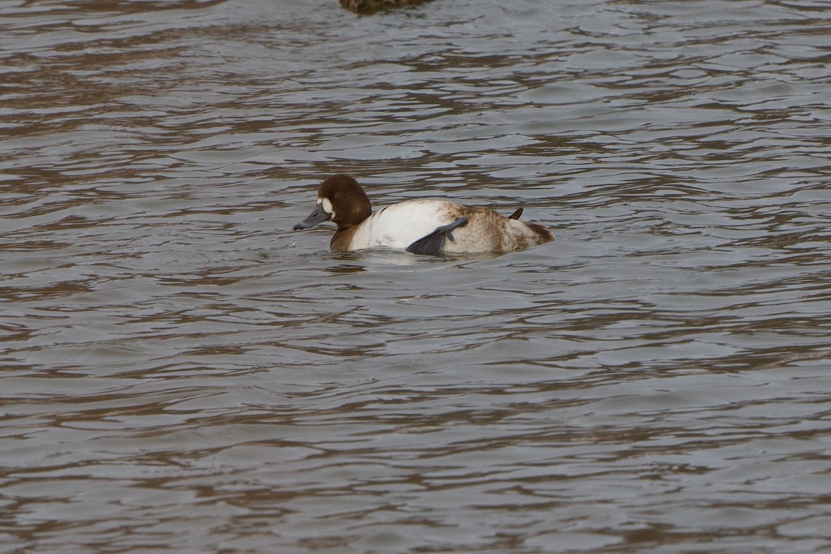 Greater Scaup - ML548004281