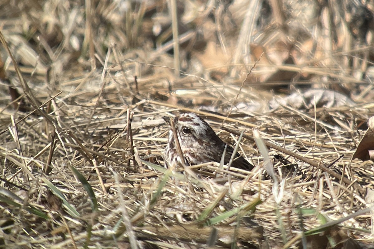 Song Sparrow - ML548004321