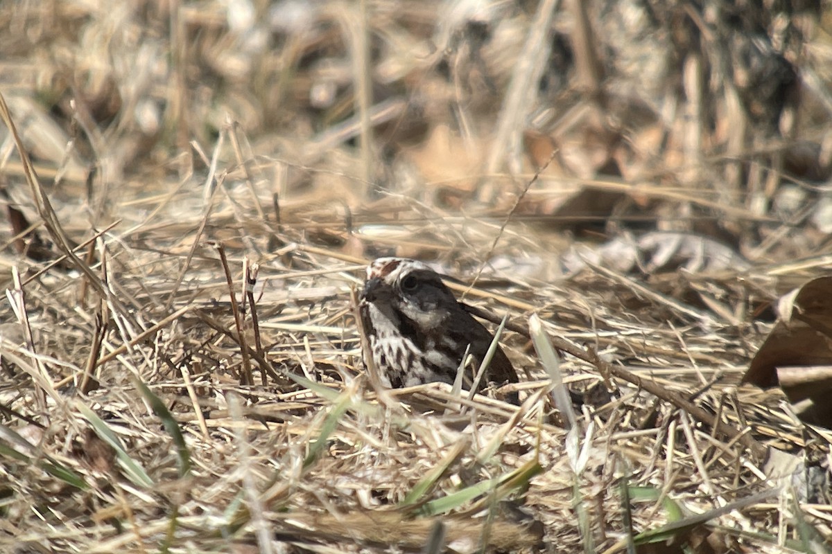 Song Sparrow - ML548004341