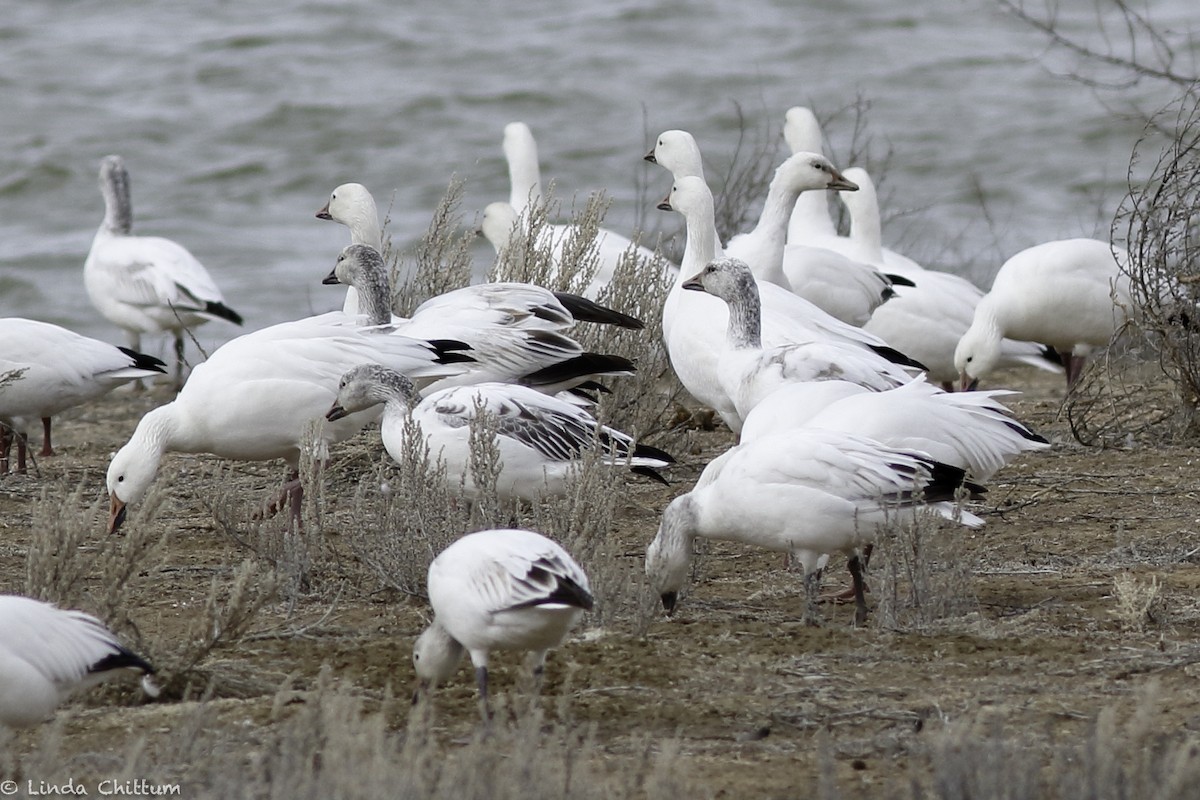 Snow Goose - ML548004361