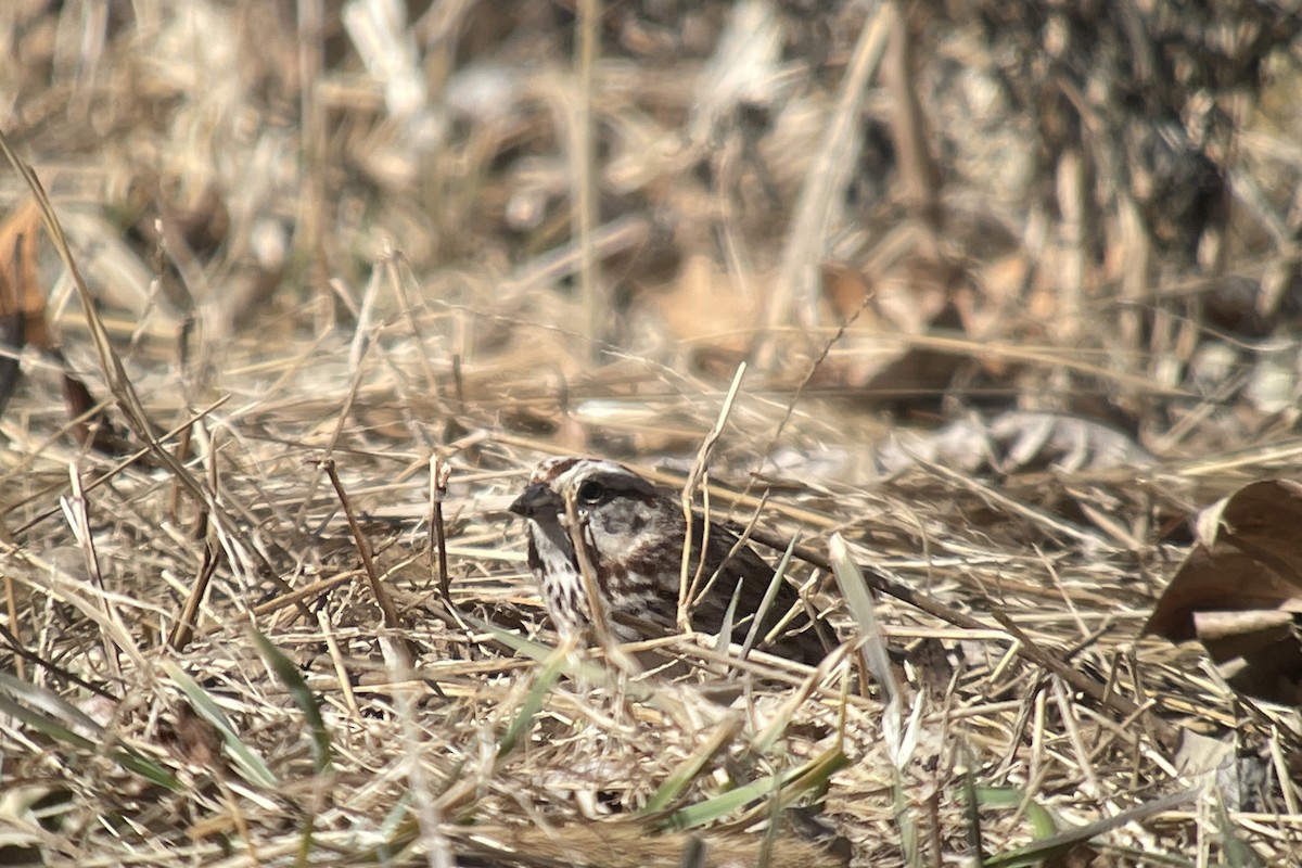 Song Sparrow - ML548004371