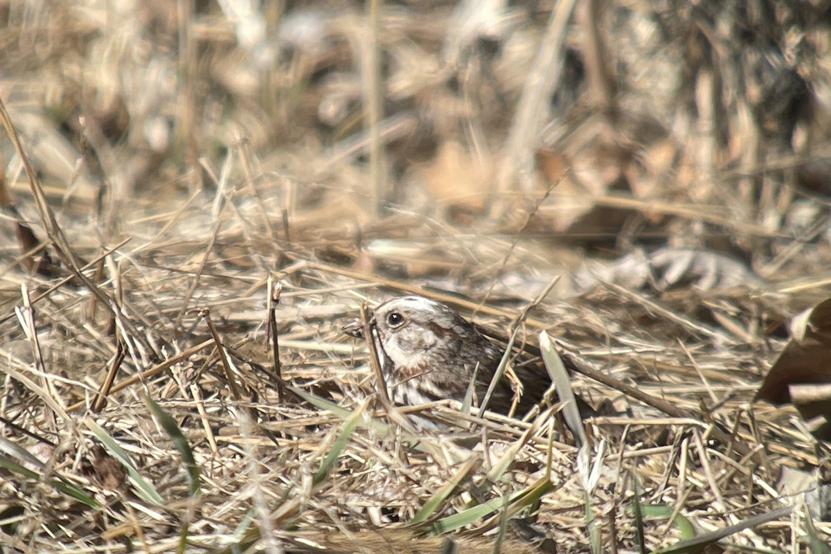 Song Sparrow - ML548004431