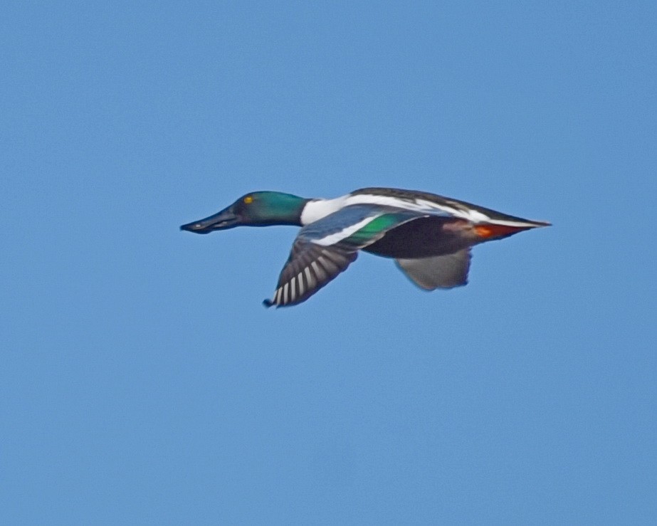 Northern Shoveler - ML548005001