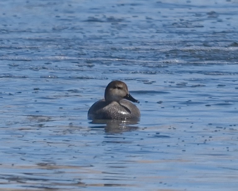 Gadwall - Barb and Lynn