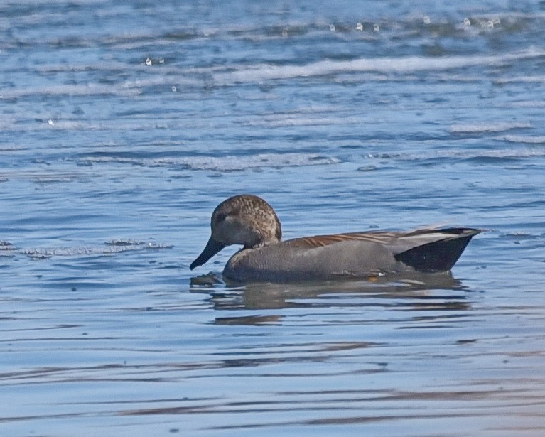 Gadwall - ML548005301