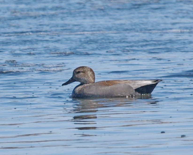 Gadwall - ML548005311