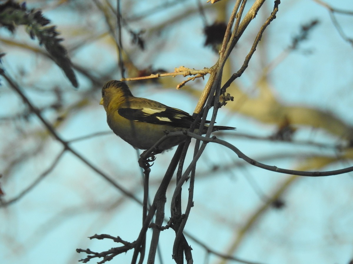 Evening Grosbeak - Carol Bailey