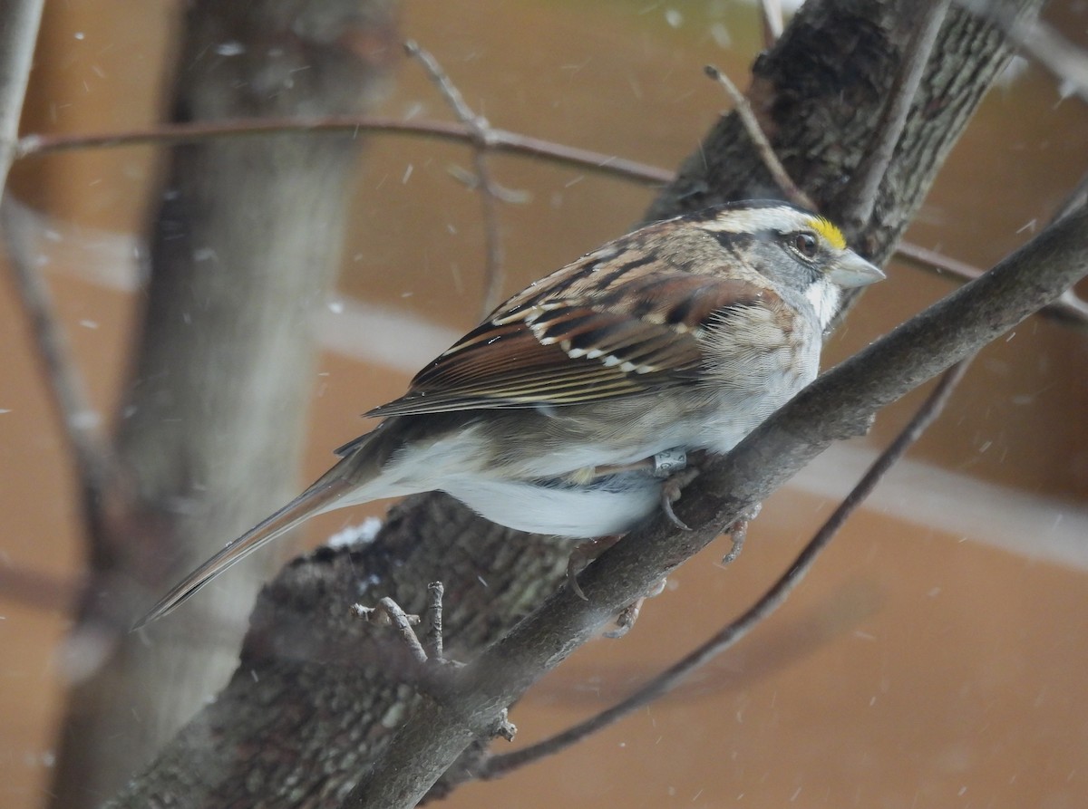 White-throated Sparrow - Fernando Angulo - CORBIDI