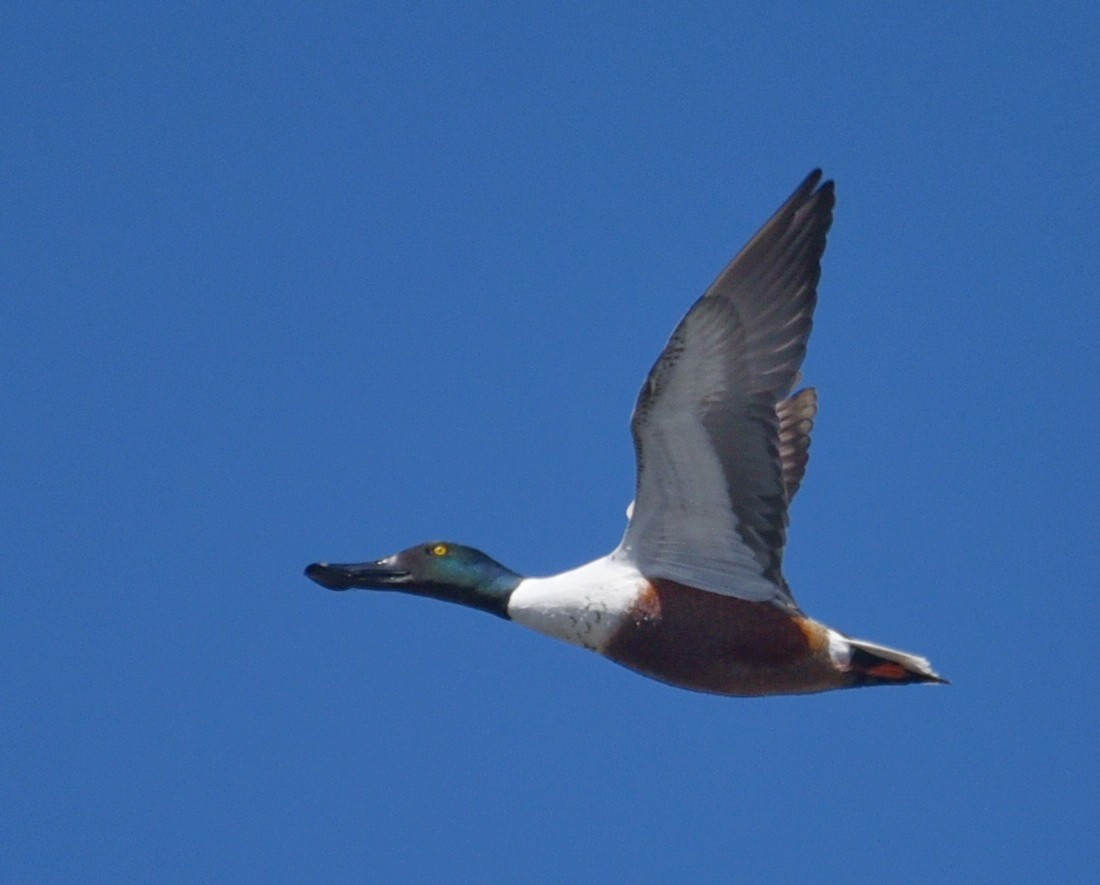 Northern Shoveler - ML548006451